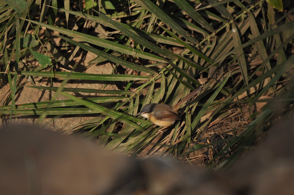 Ashy Prinia - ML531089741