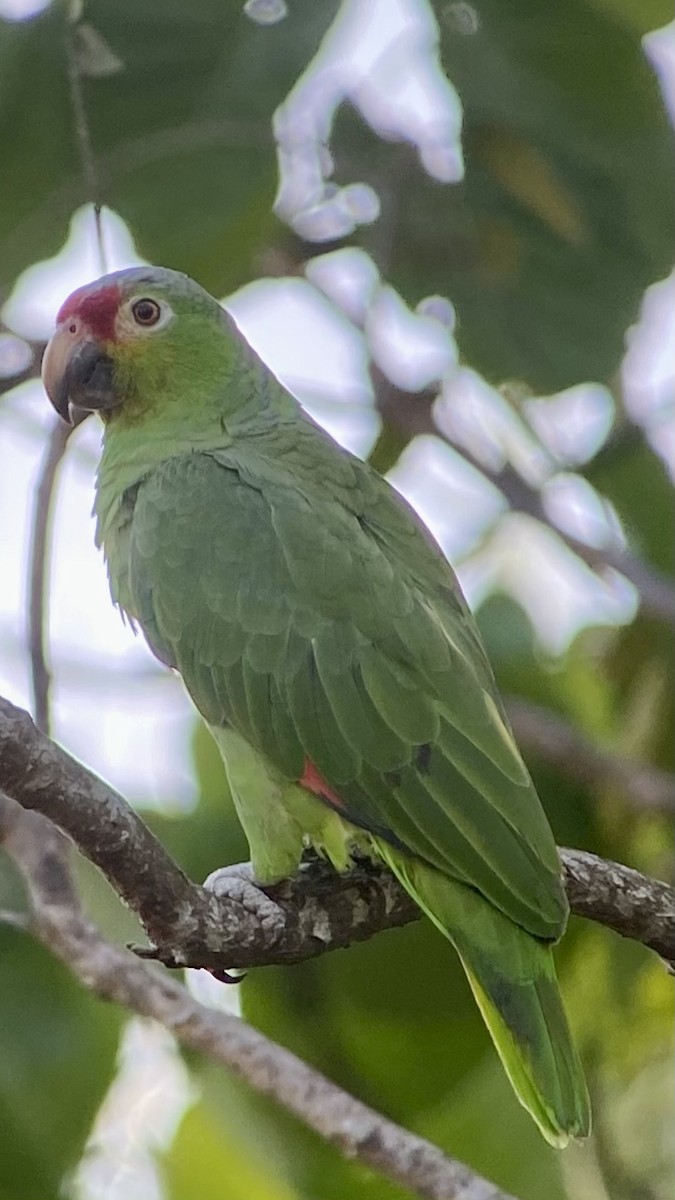 Red-lored Amazon - ML531089751