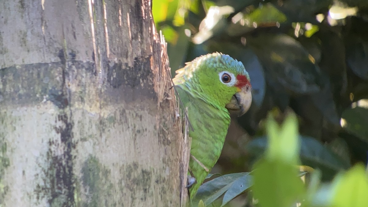 Red-lored Amazon - Emma Day