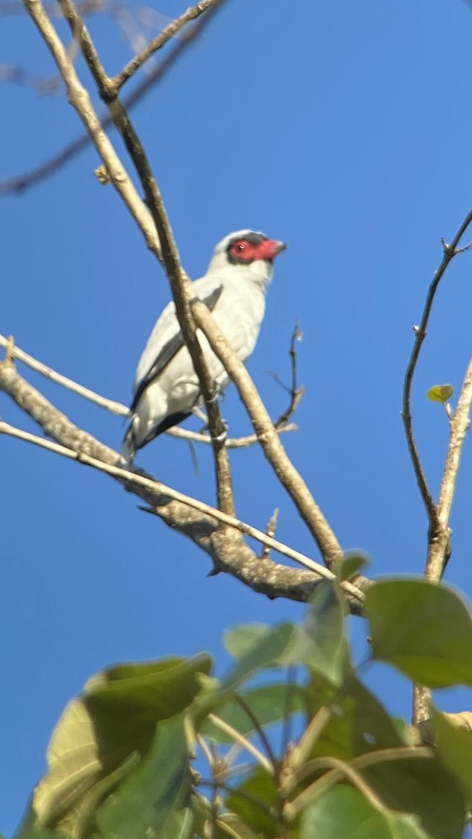 Masked Tityra - ML531089791