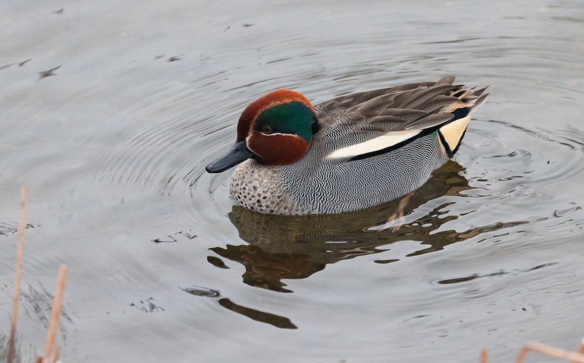 Green-winged Teal - Edna Mosand