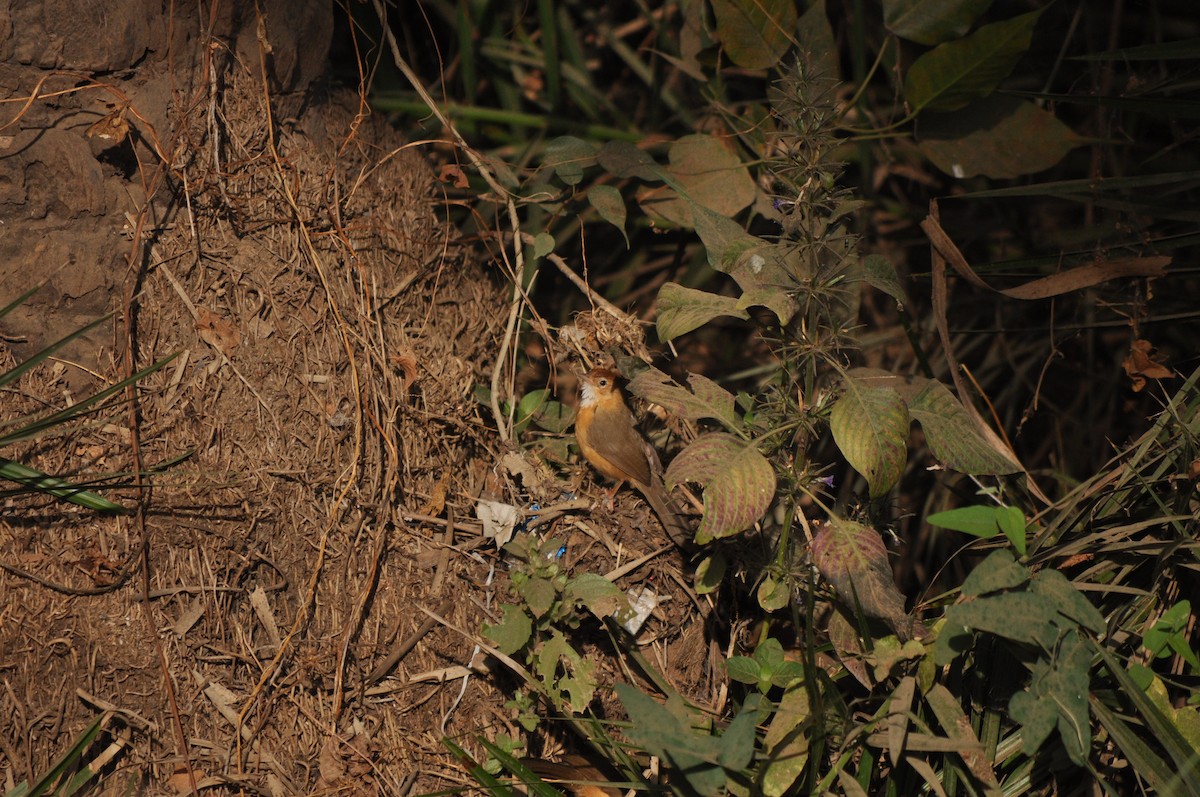 Tawny-bellied Babbler - ML531090101