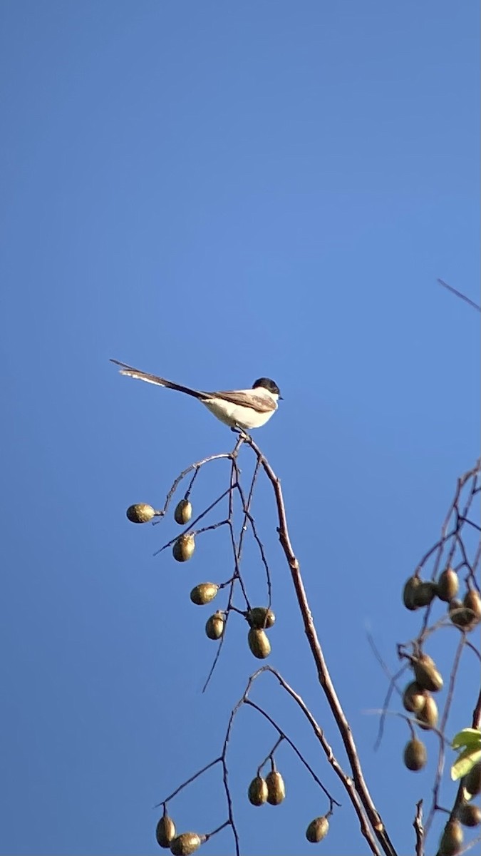 Fork-tailed Flycatcher - ML531090111