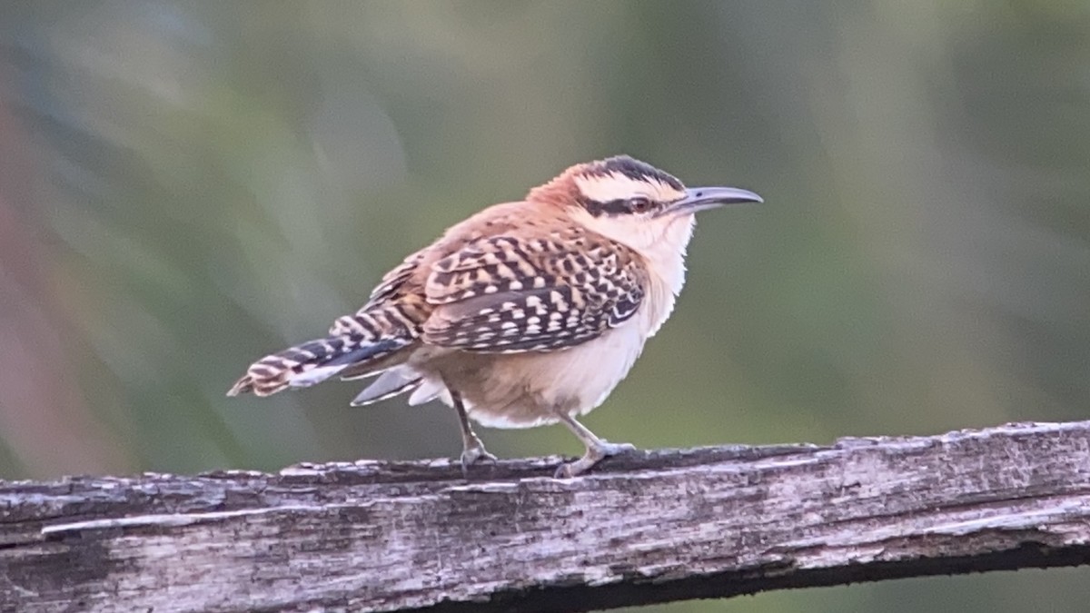 Rufous-backed Wren - ML531090211