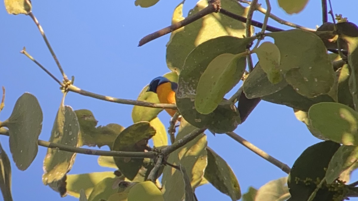 Elegant Euphonia - ML531090311