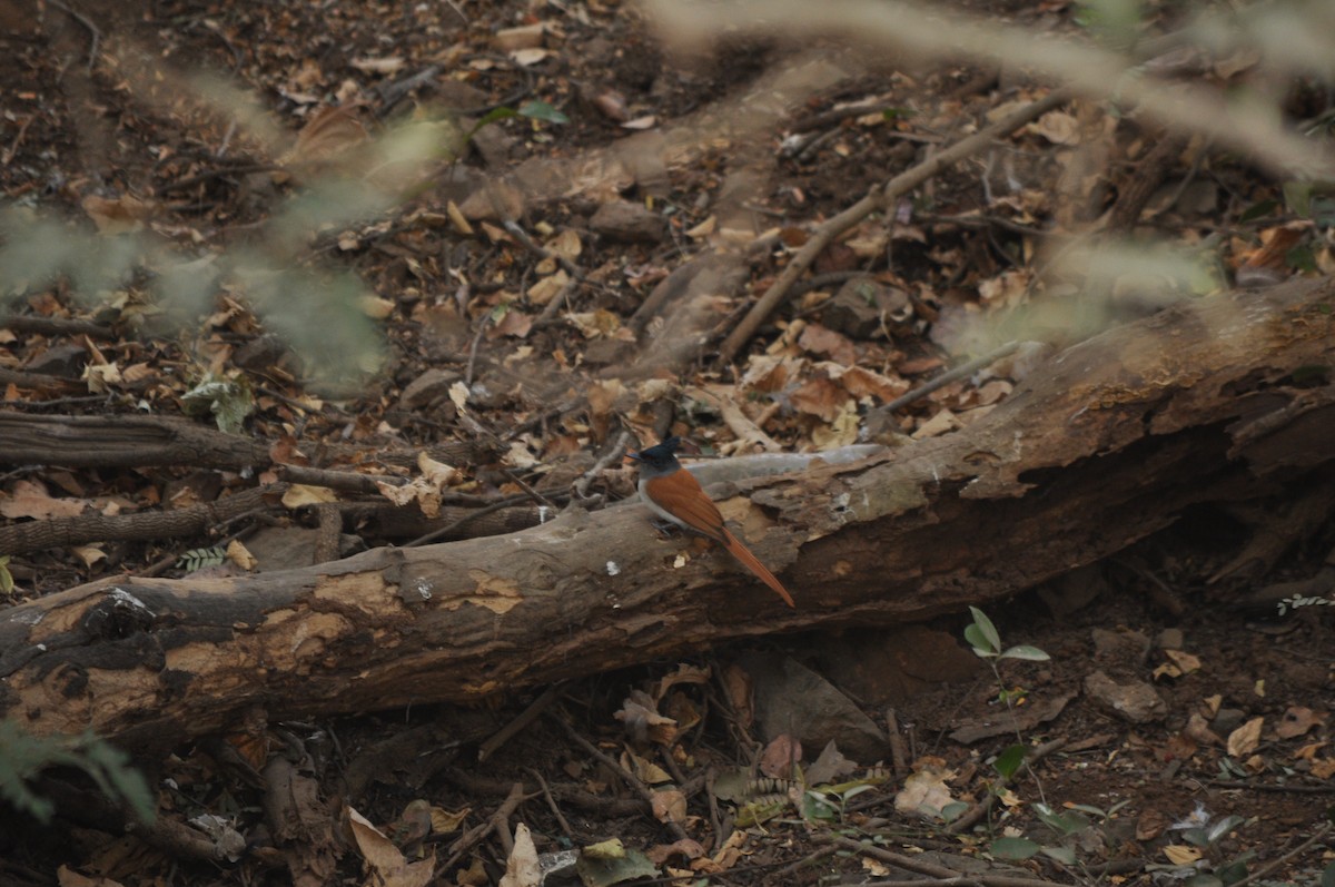 Indian Paradise-Flycatcher - ML531090331