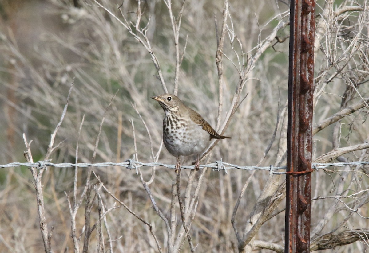 Hermit Thrush - Jasper Barnes