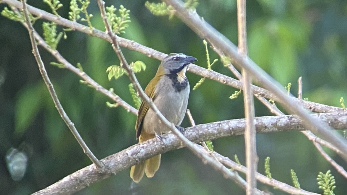 Buff-throated Saltator - ML531090471