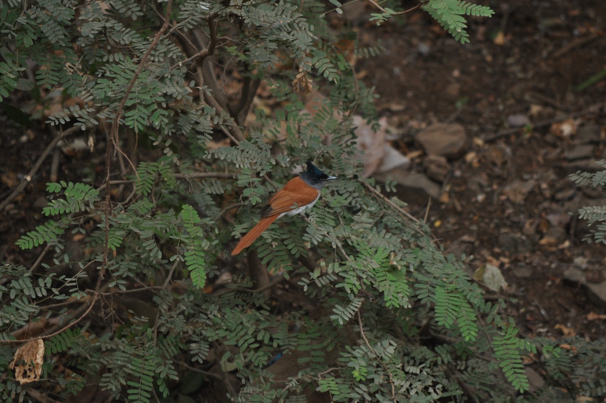 Indian Paradise-Flycatcher - ML531090571