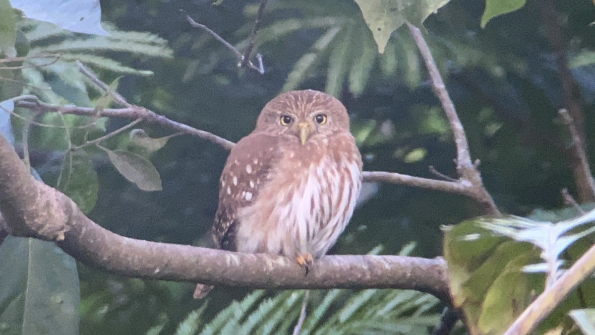Ferruginous Pygmy-Owl - ML531090621