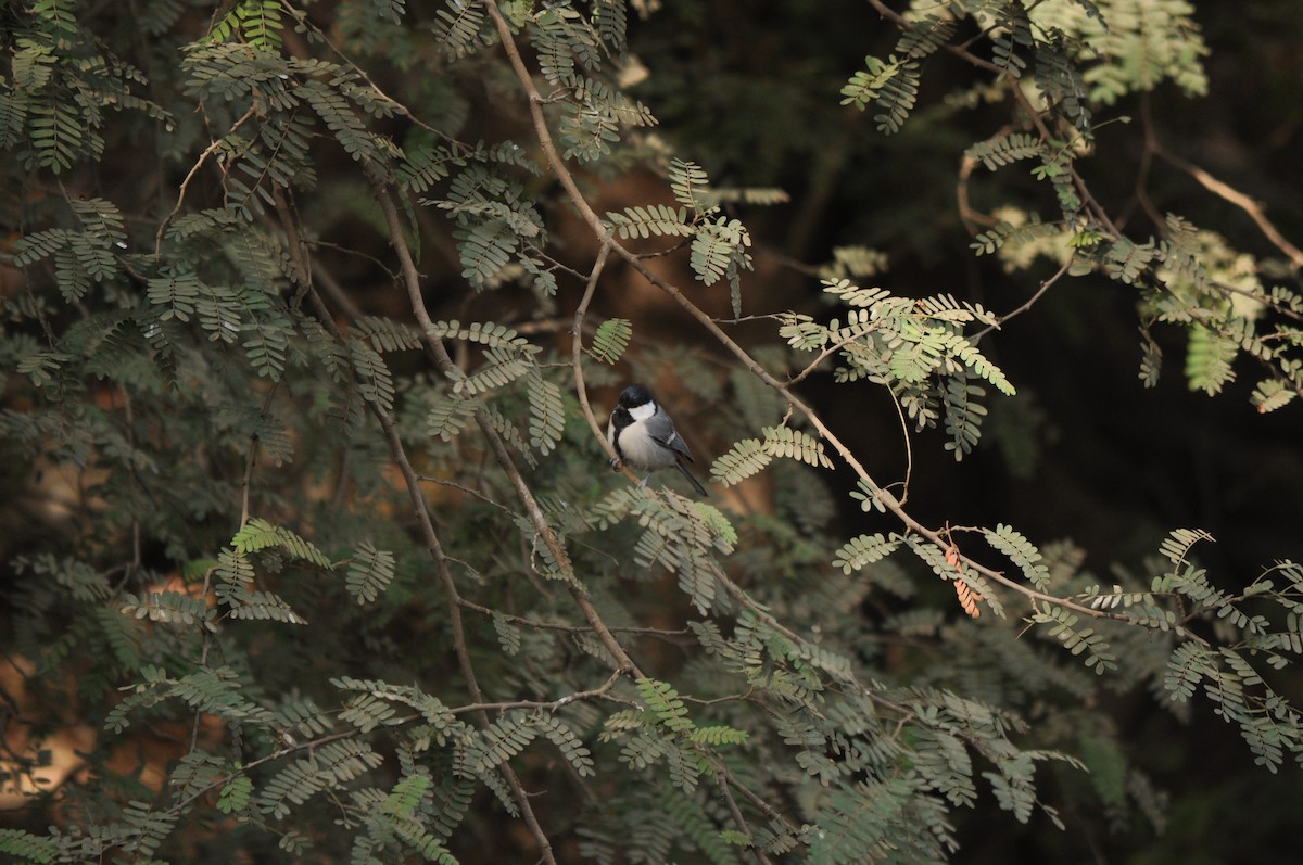 Asian Tit (Cinereous) - ML531090631