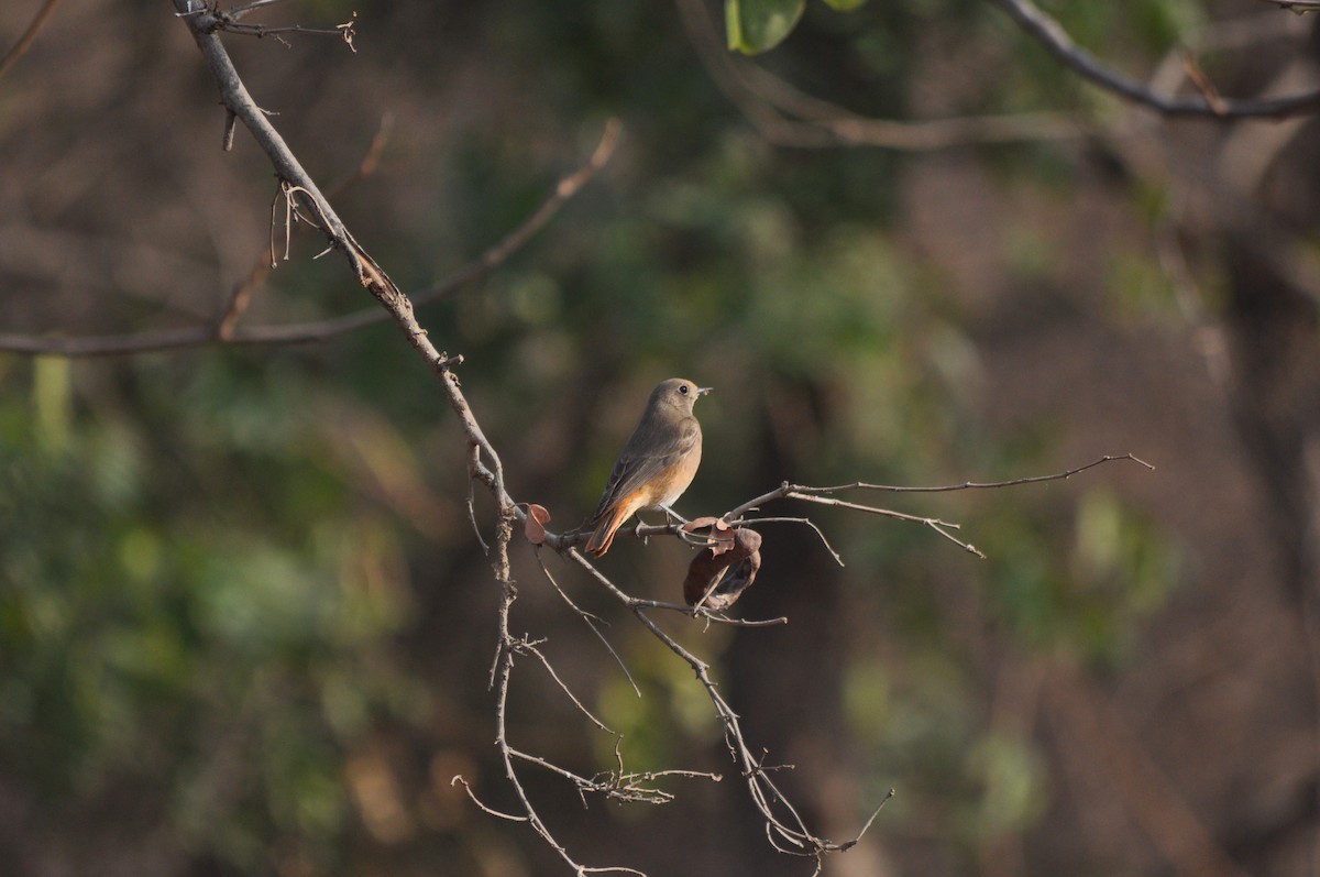 Black Redstart - ML531090761