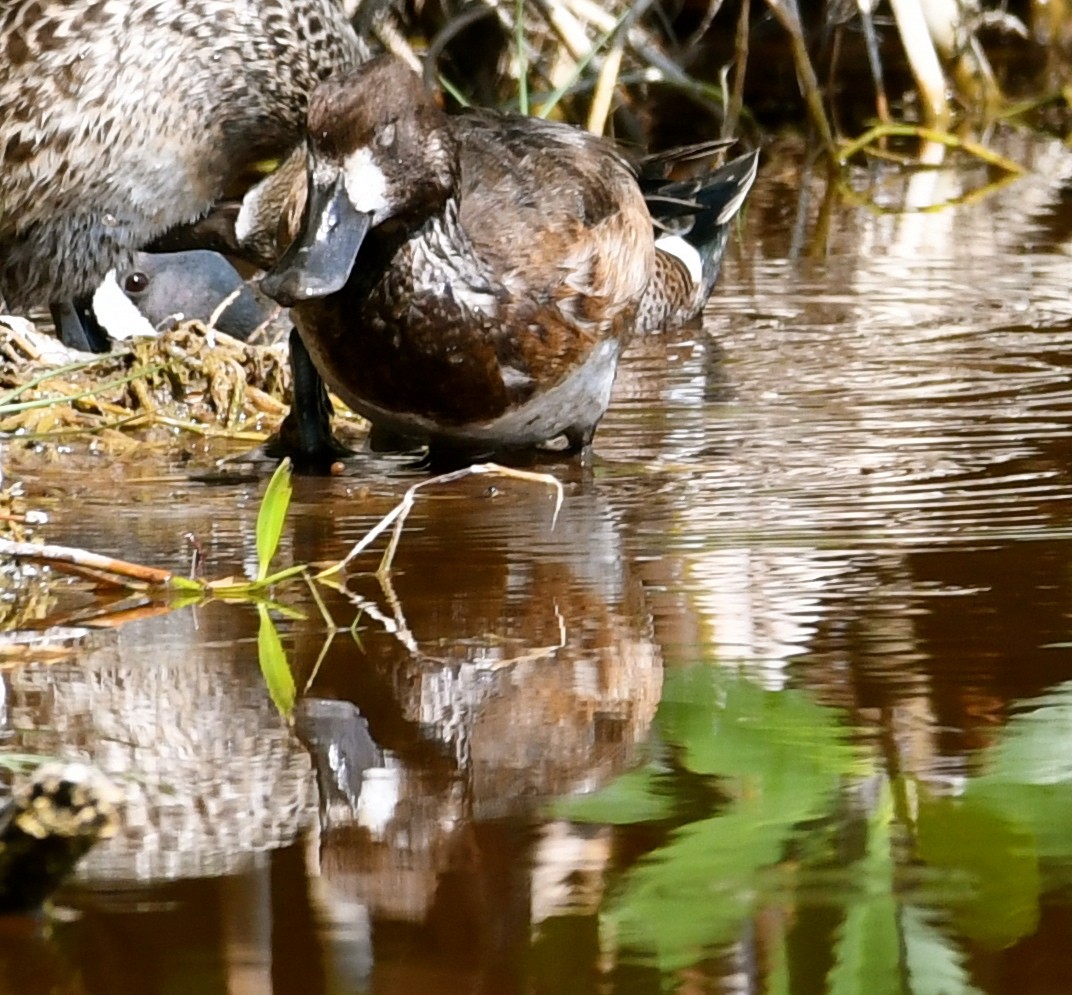 Lesser Scaup - Suzanne Zuckerman