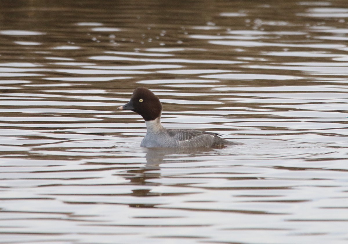 Common Goldeneye - ML531091431