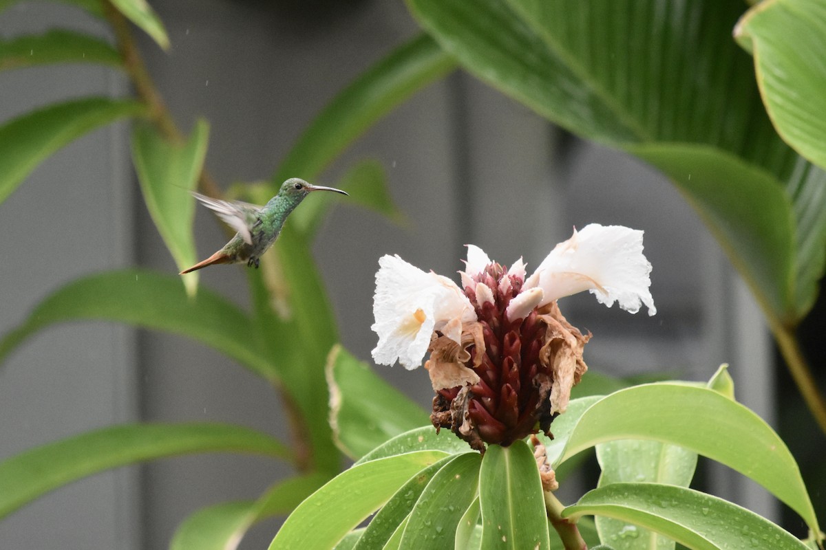 Rufous-tailed Hummingbird - ML531091461