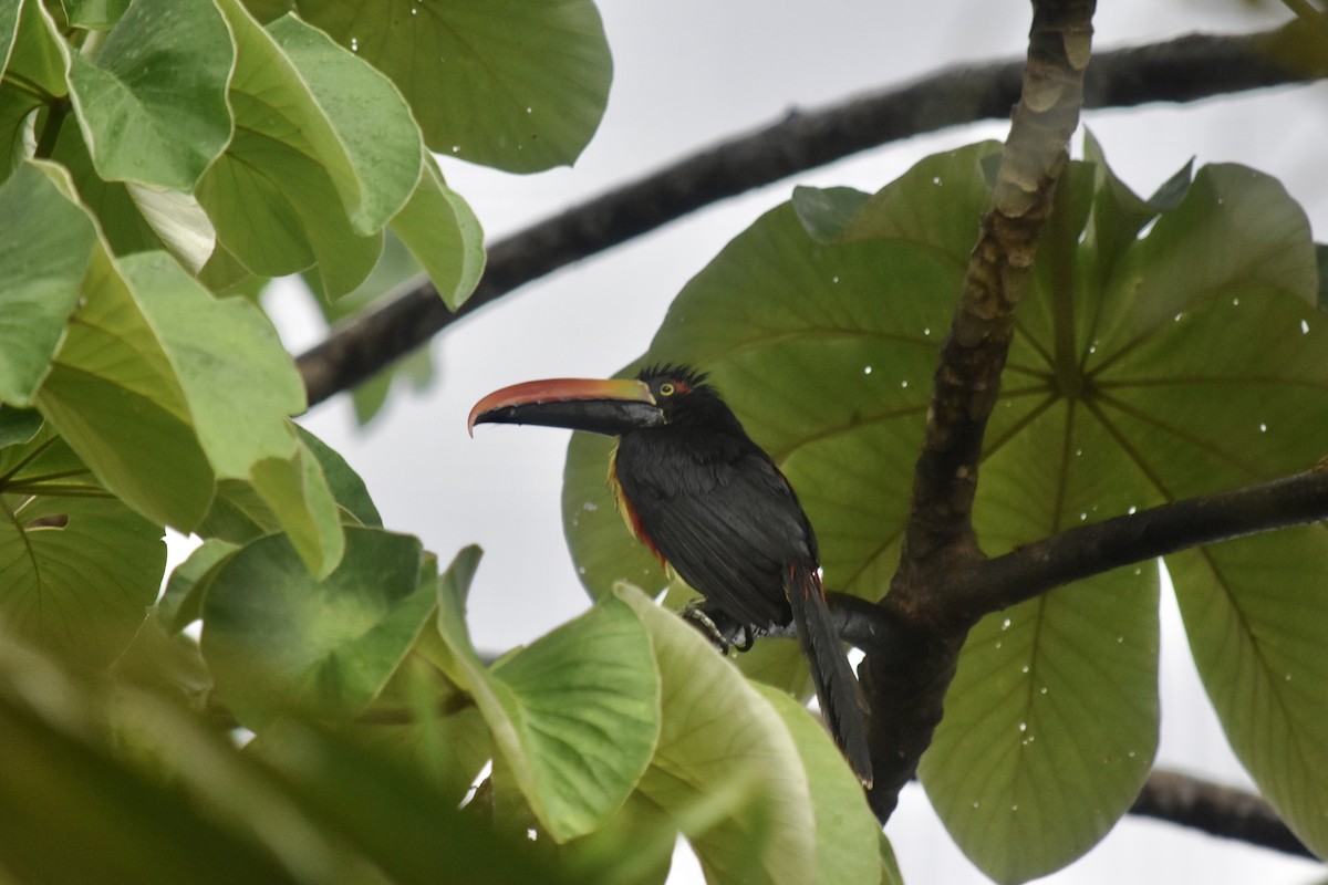 Fiery-billed Aracari - ML531091541