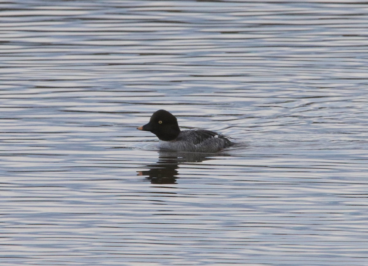 Common Goldeneye - ML531091681