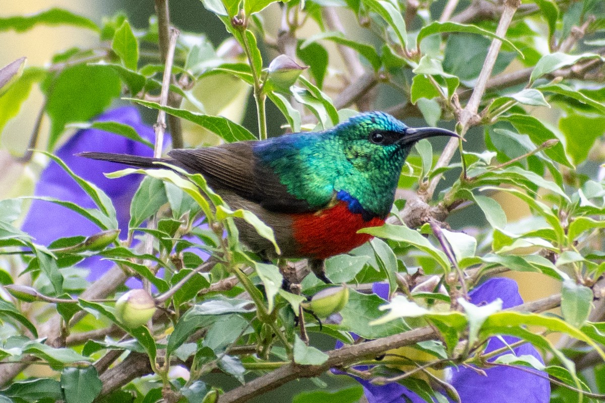 Northern Double-collared Sunbird - ML531091821