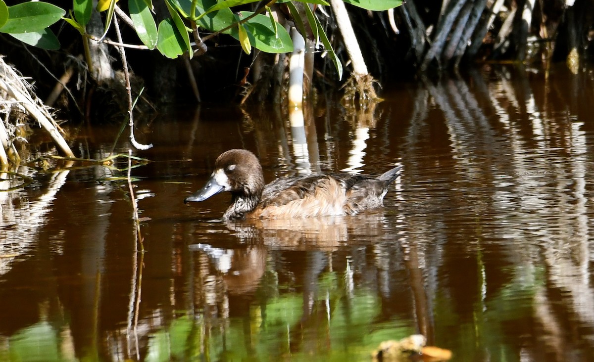 Lesser Scaup - Suzanne Zuckerman