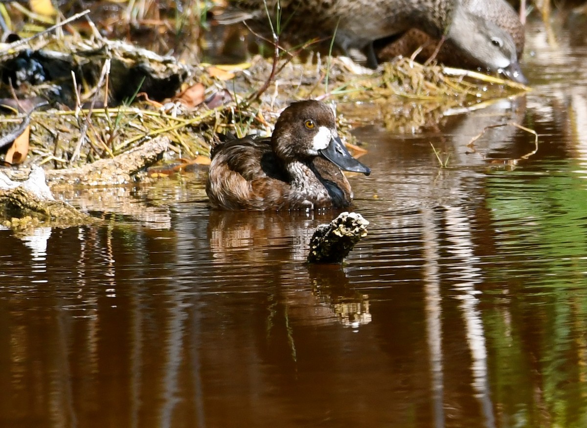 Lesser Scaup - ML53109241