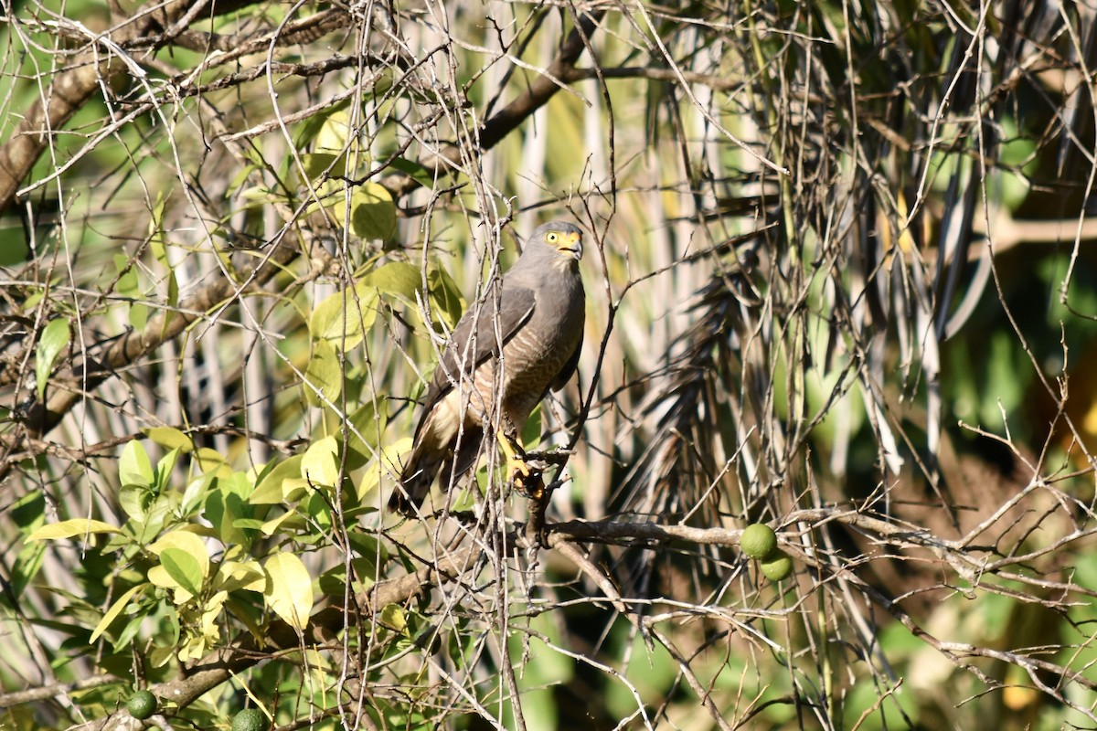 Roadside Hawk - ML531092461