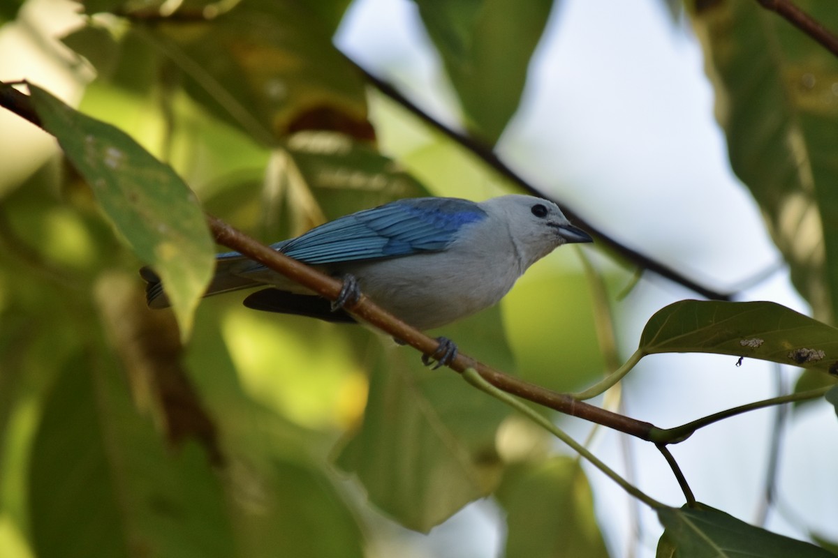 Blue-gray Tanager - ML531092671