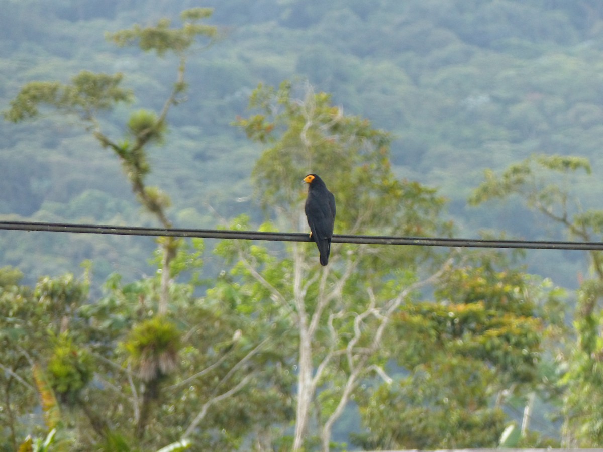 Black Caracara - Guy RUFRAY