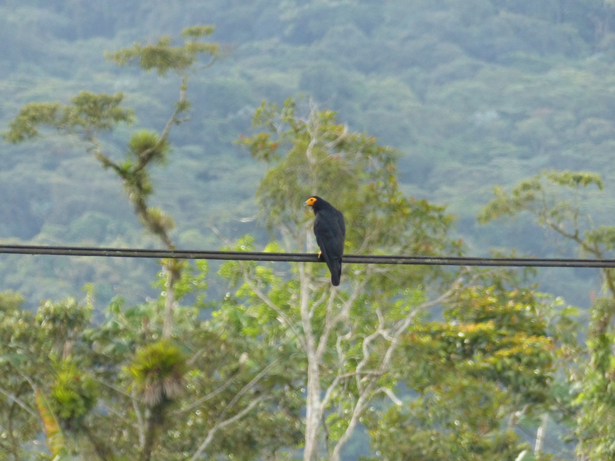 Black Caracara - Guy RUFRAY