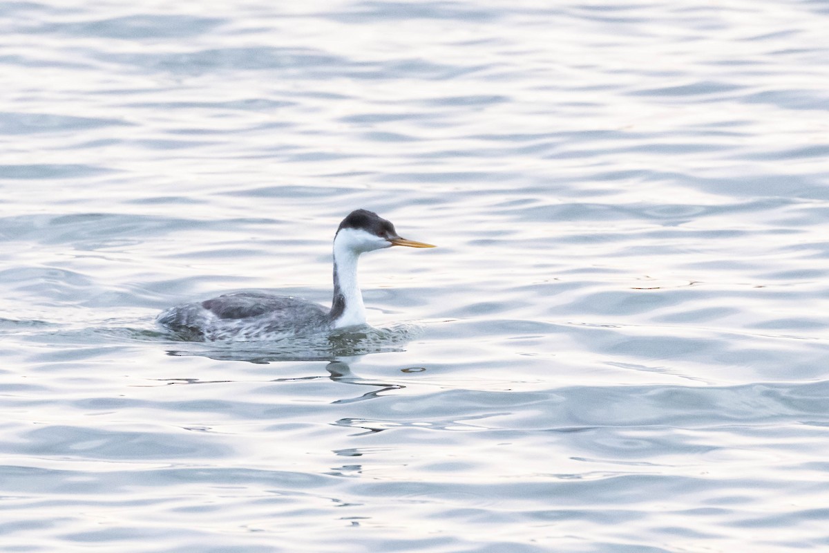 Western x Clark's Grebe (hybrid) - ML531093991