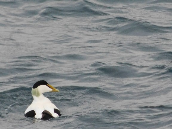 Common Eider - Joel Geier