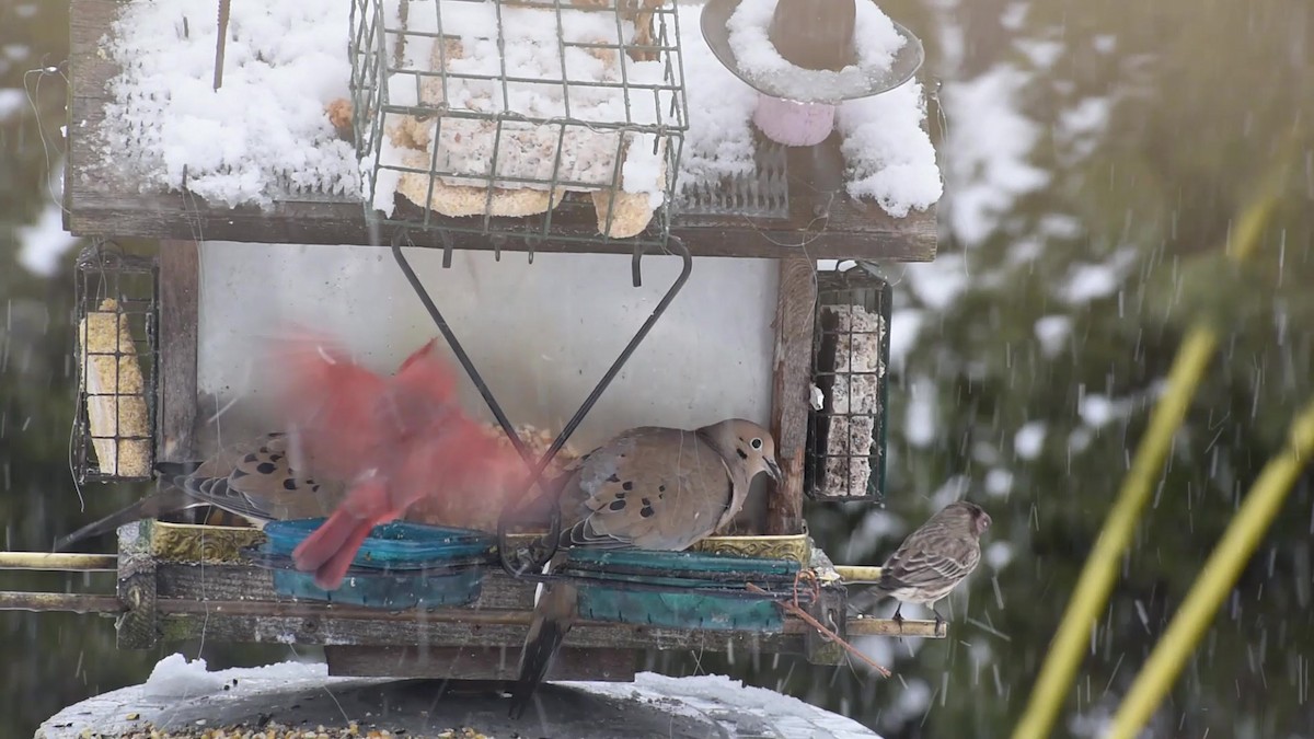 Mourning Dove - ML531095361