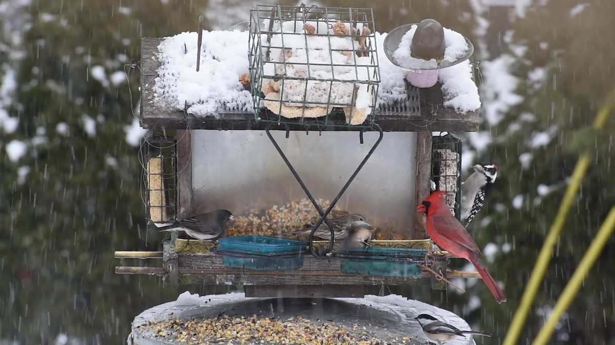 Northern Cardinal - ML531095531