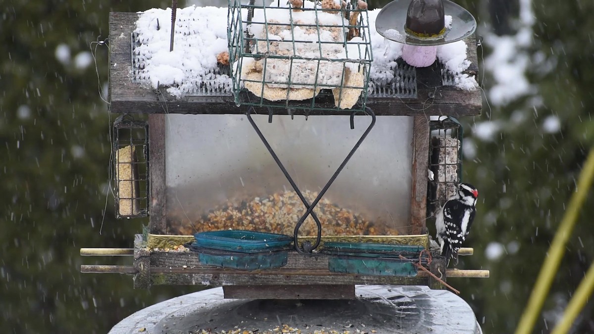 Downy Woodpecker - Gustav Holtz