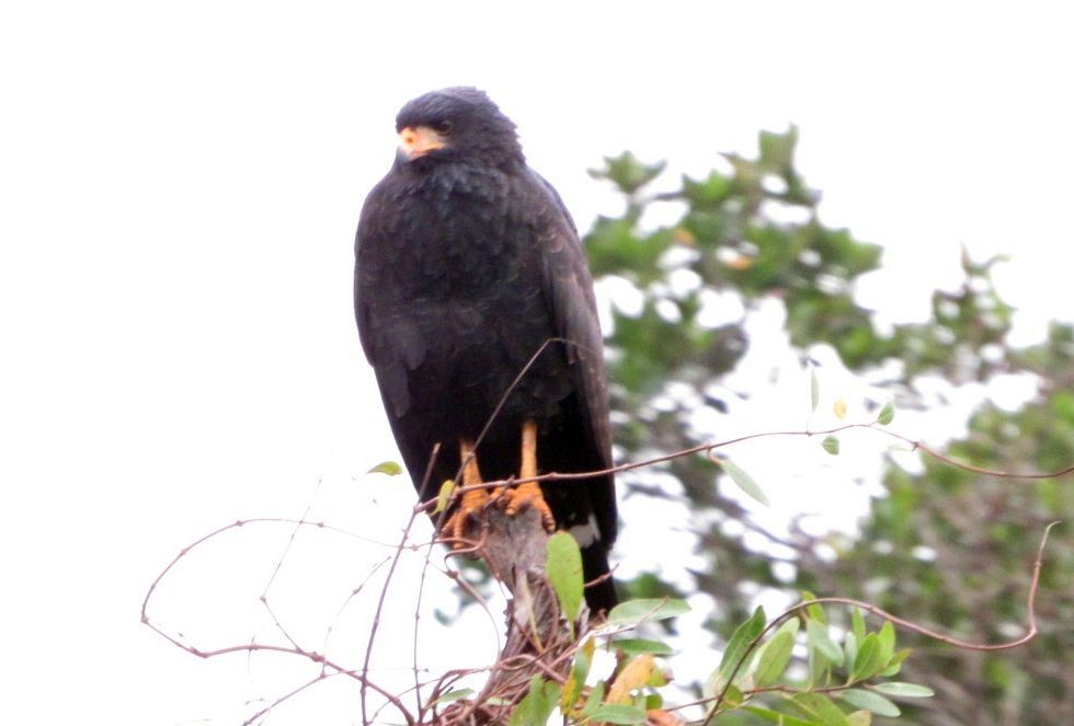 Common Black Hawk - Axel Fuentes-Moreno