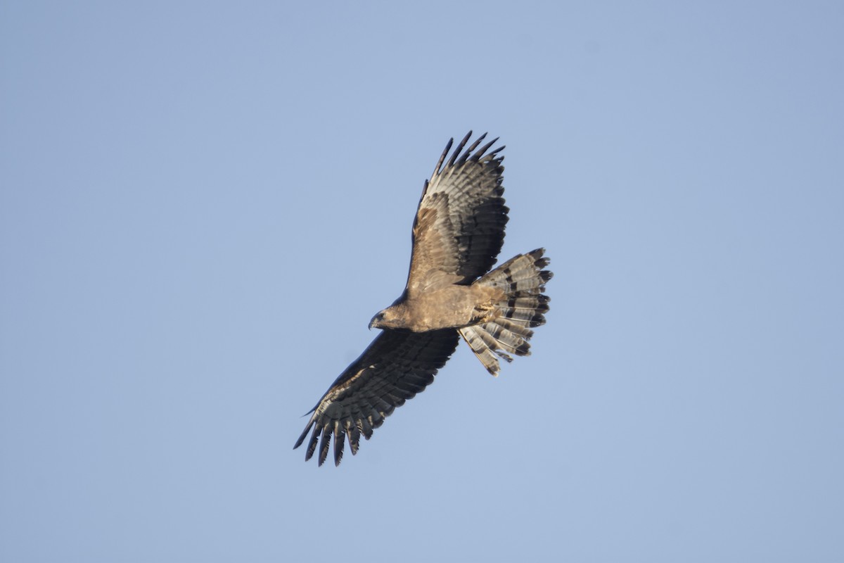 Oriental Honey-buzzard - Subhankar Choudhuri