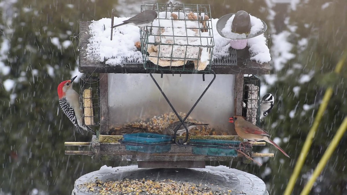 Dark-eyed Junco - ML531096011