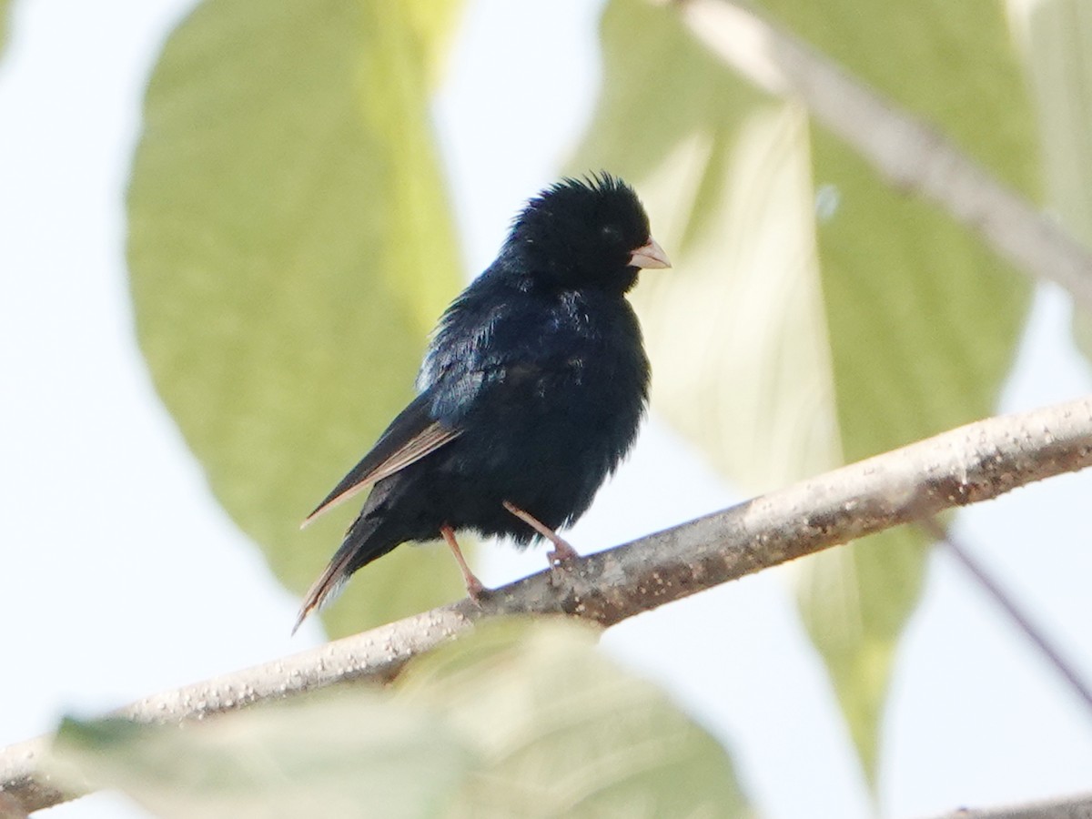 Jambandu Indigobird - Barry Reed