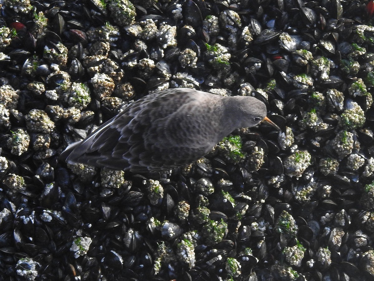 Purple Sandpiper - ML531096581