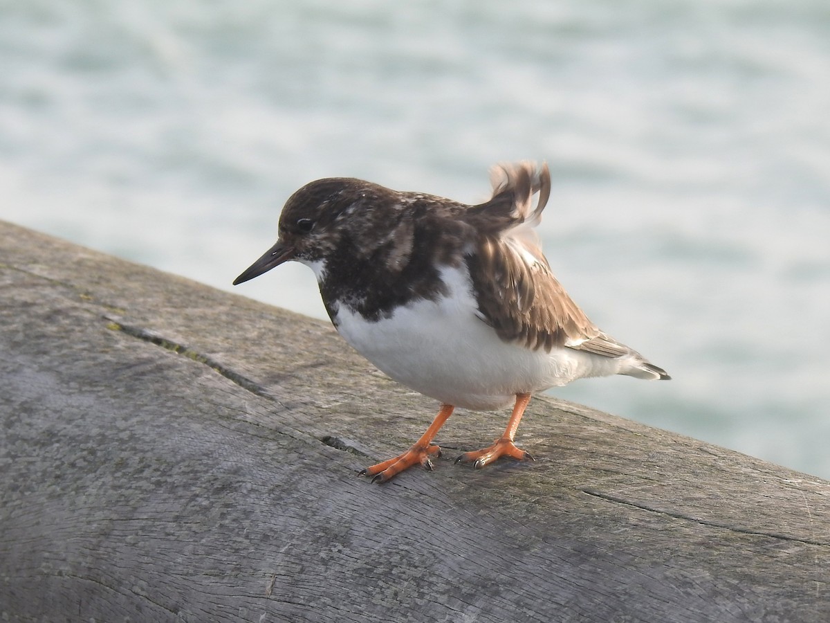 Ruddy Turnstone - ML531096661