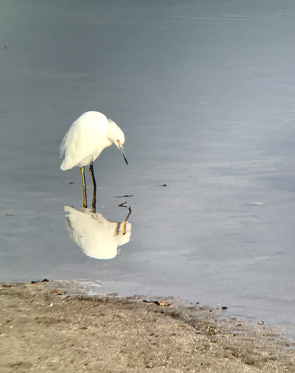 Snowy Egret - ML531097551