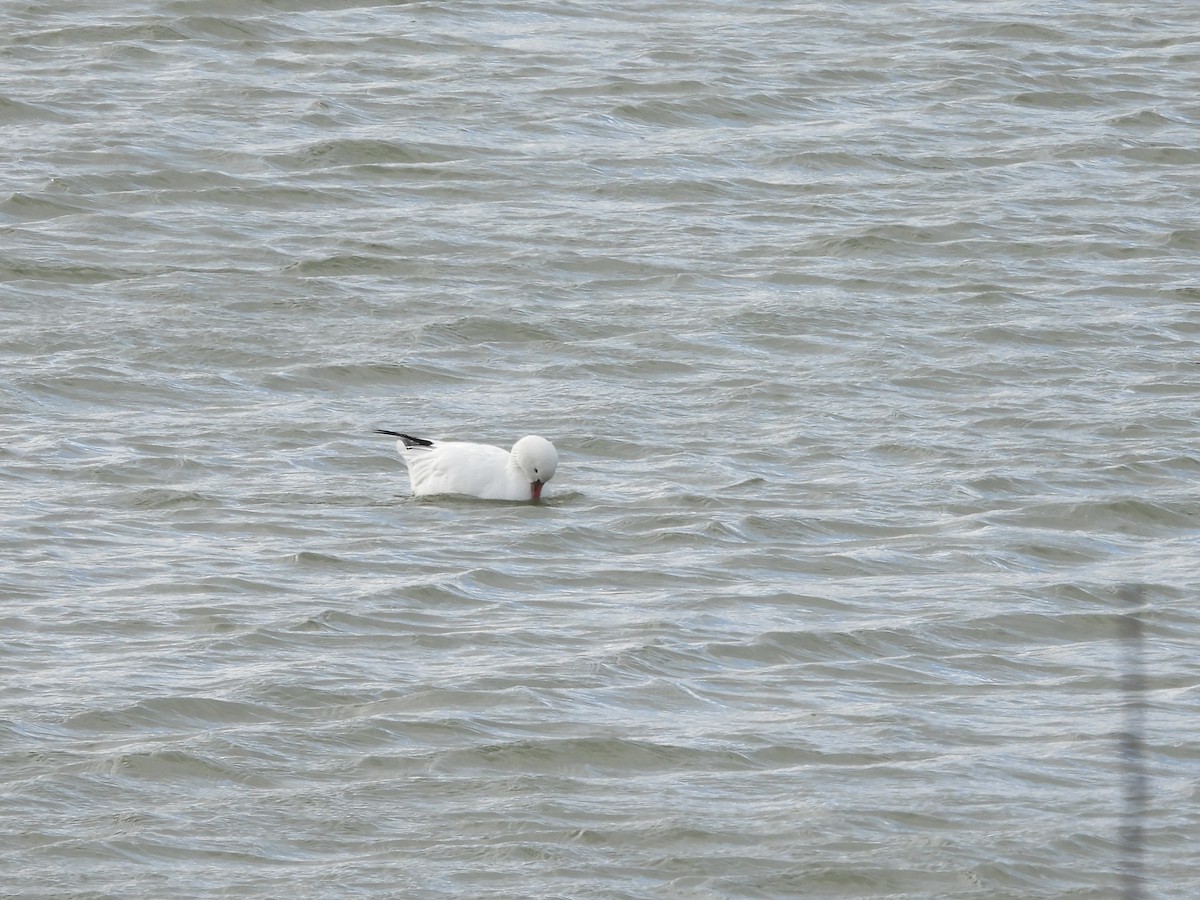 Ross's Goose - ML531098091