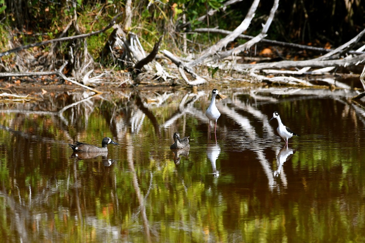 Black-necked Stilt - ML53109851