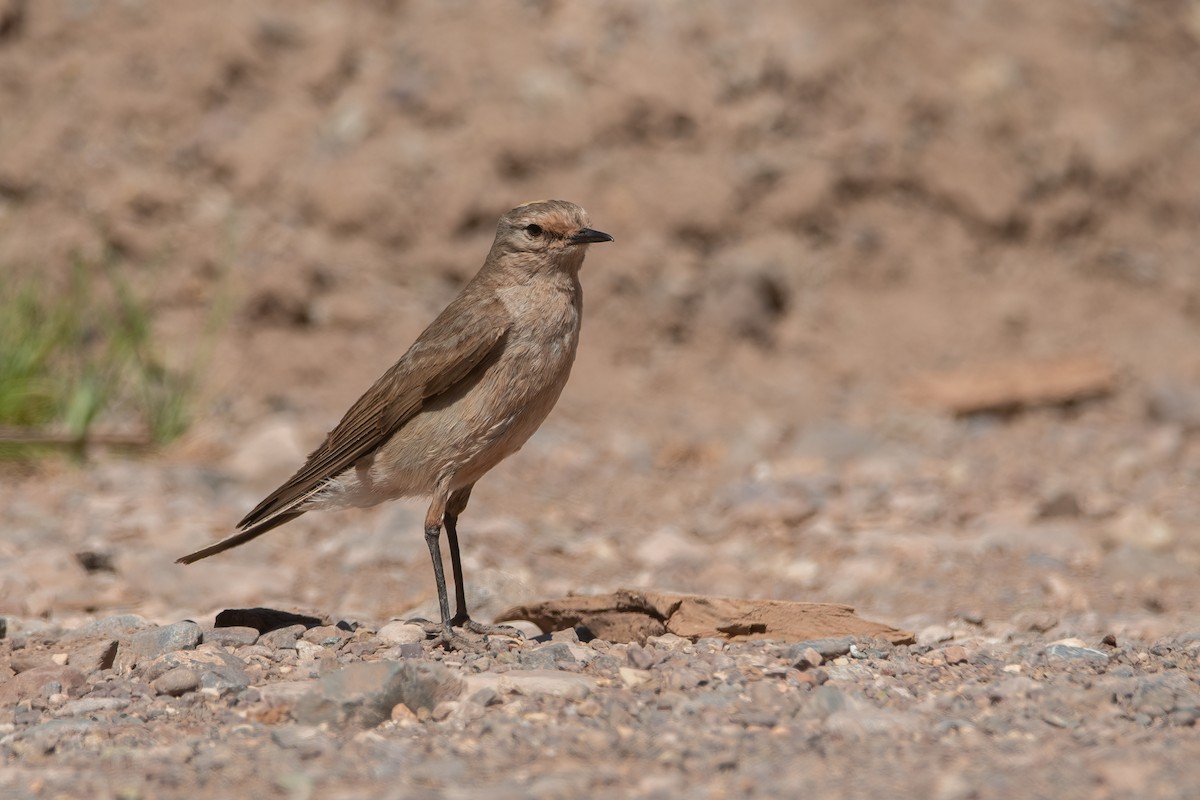 Ochre-naped Ground-Tyrant - ML531099441