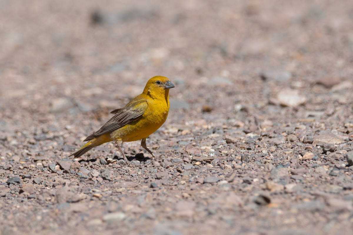 Greater Yellow-Finch - Pablo Re