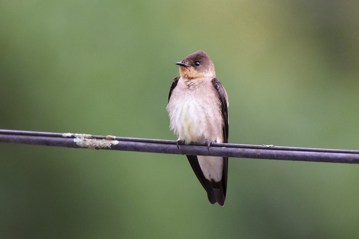Southern Rough-winged Swallow - ML531101191