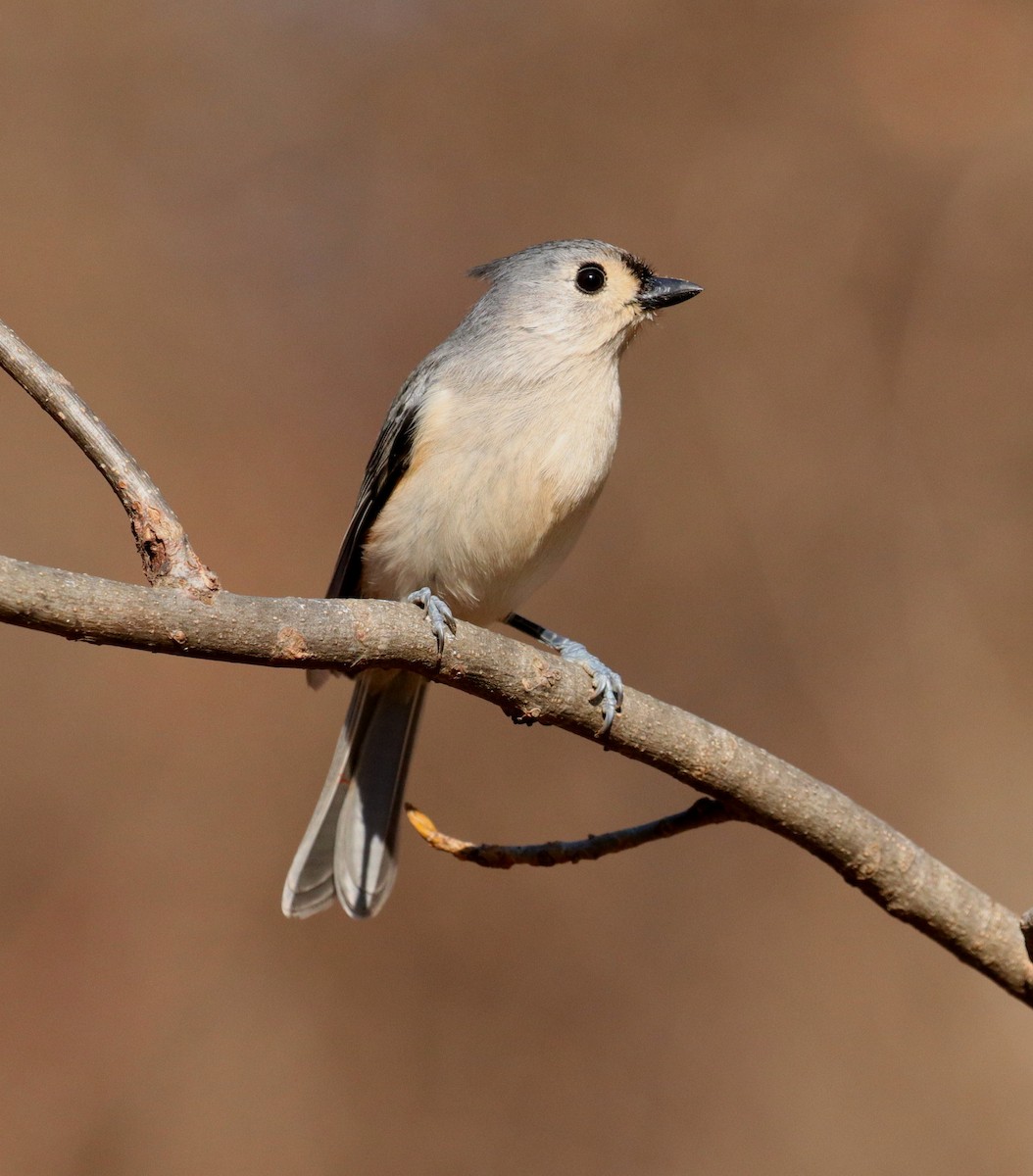 Tufted Titmouse - ML531101291