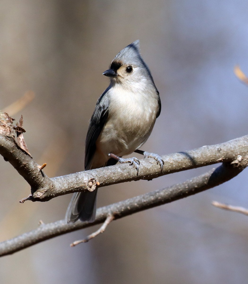 Tufted Titmouse - ML531101331