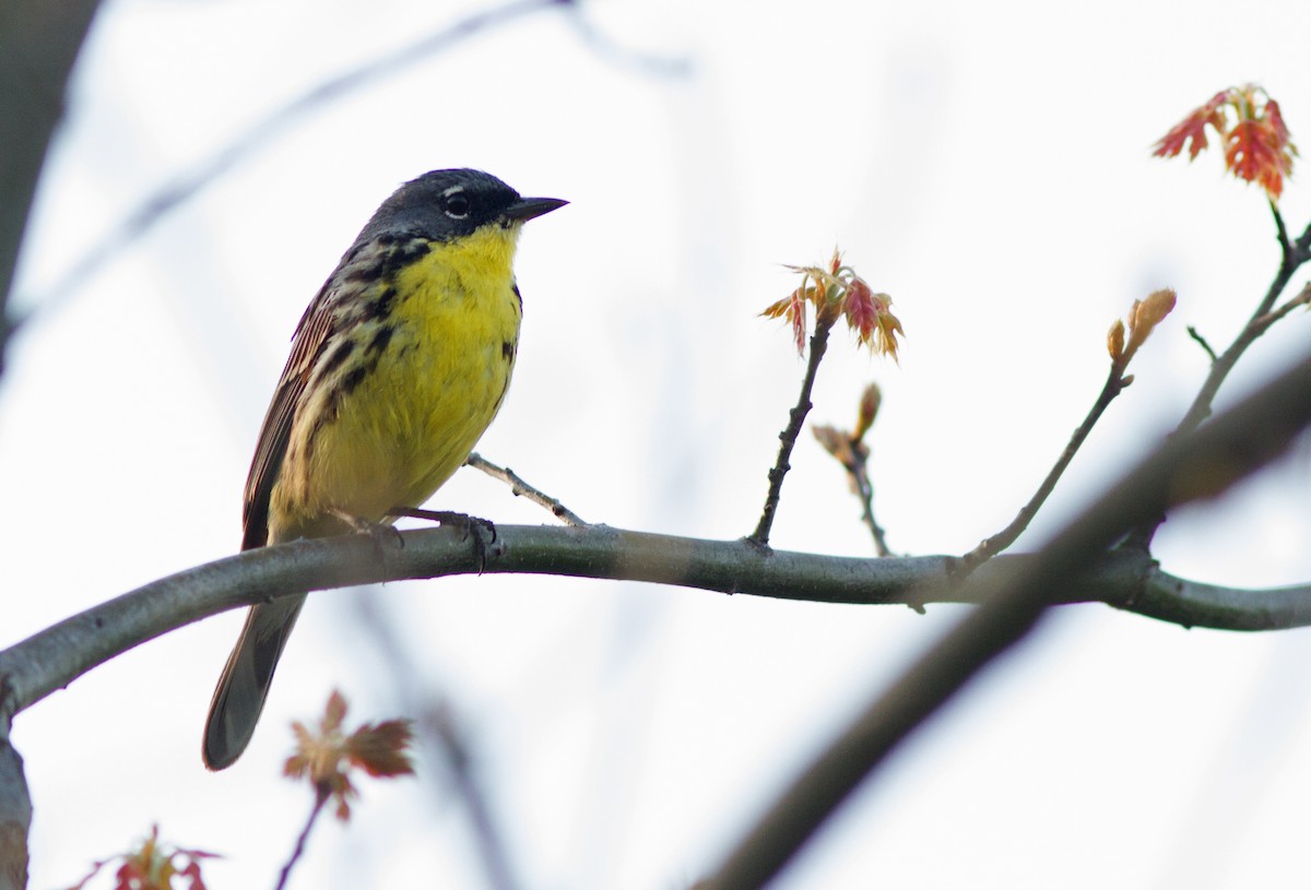 Kirtland's Warbler - ML531101391