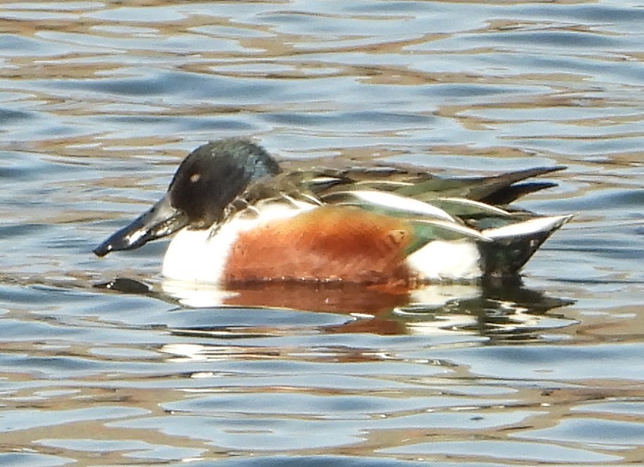 Northern Shoveler - ML531102181