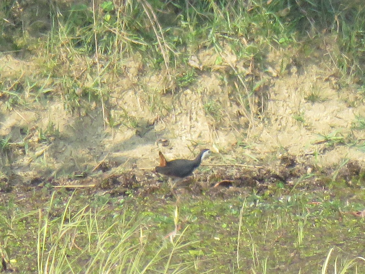 White-breasted Waterhen - ML53110281